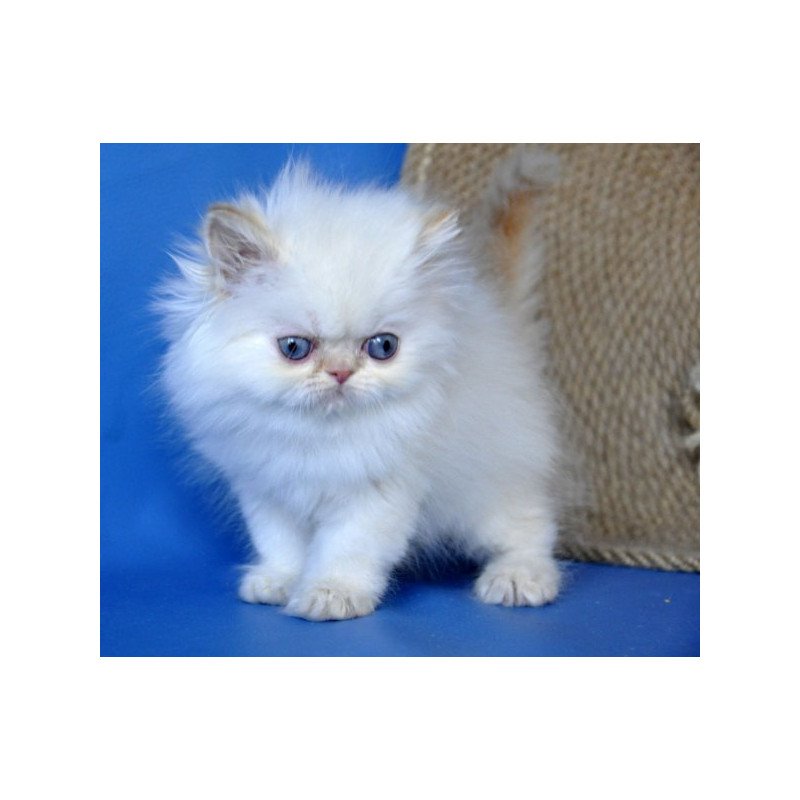 Persian Alva Boston