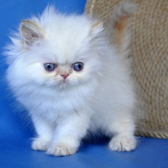 Persian Alva Boston