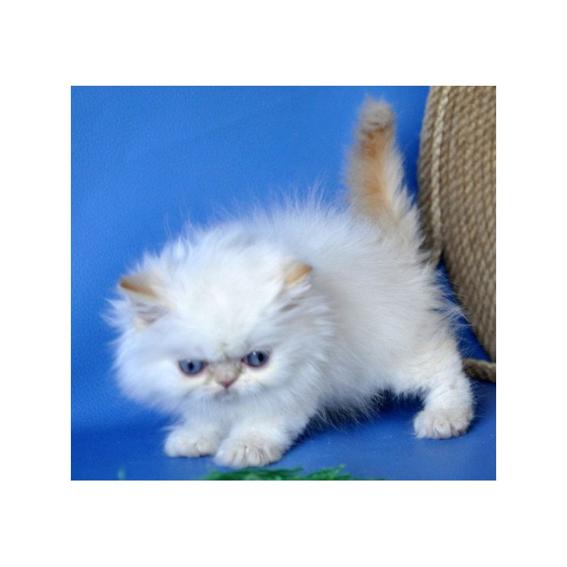 Persian Alva Boston