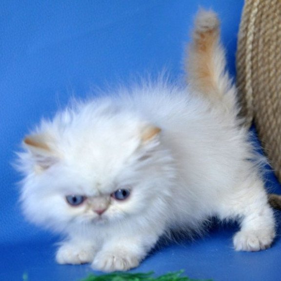 Persian Alva Boston