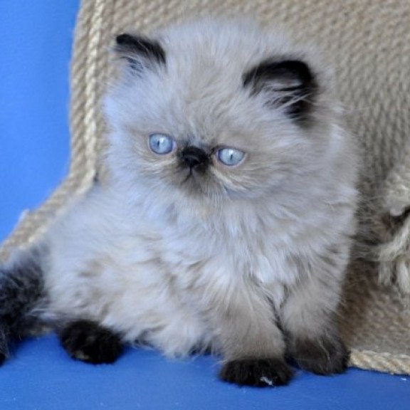 Persian Alva Melissa