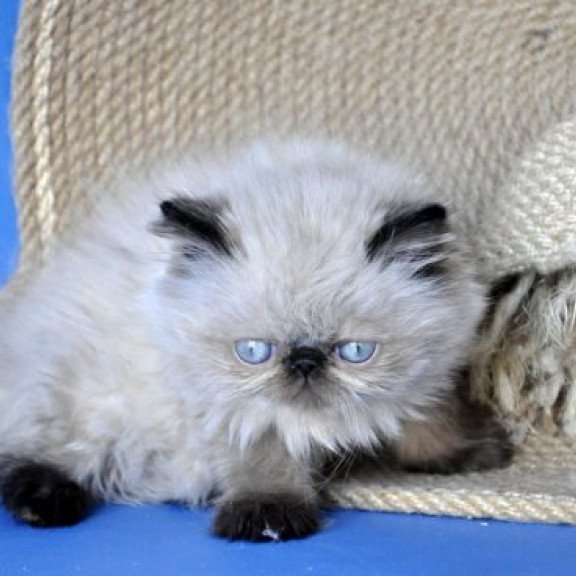 Persian Alva Melissa