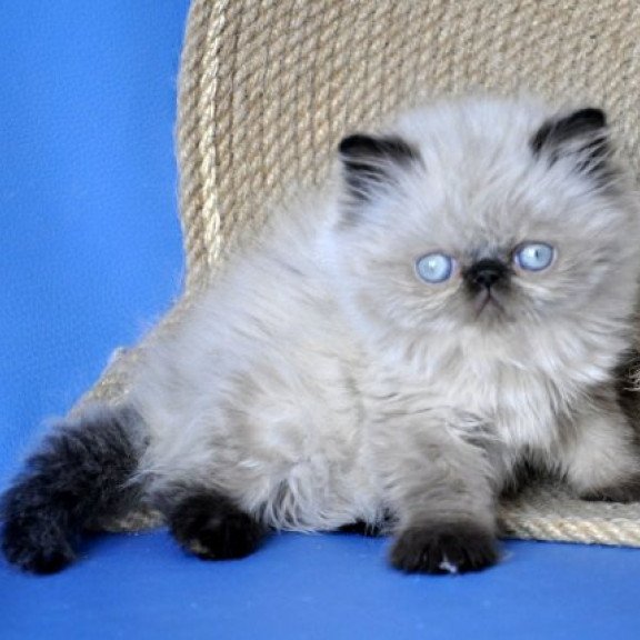 Persian Alva Melissa