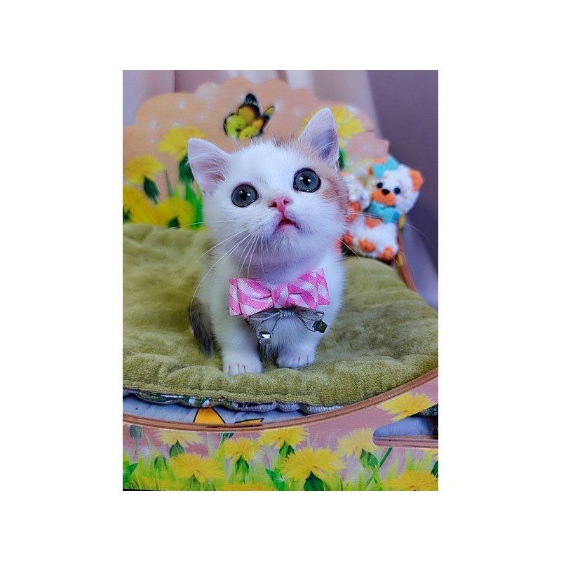 Munchkin Alva Graf