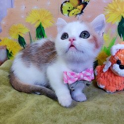 Munchkin Alva Graf
