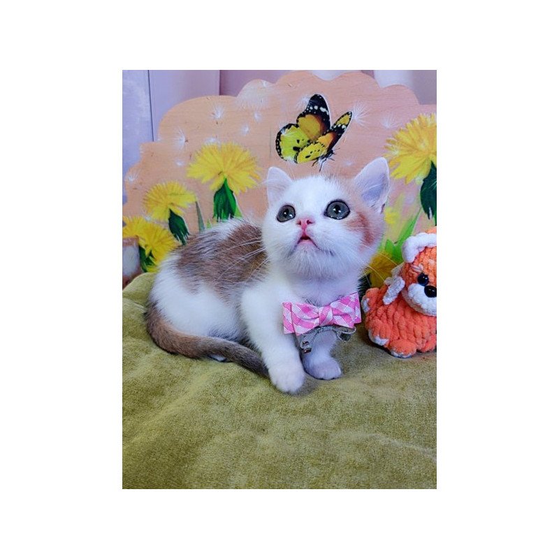 Munchkin Alva Graf