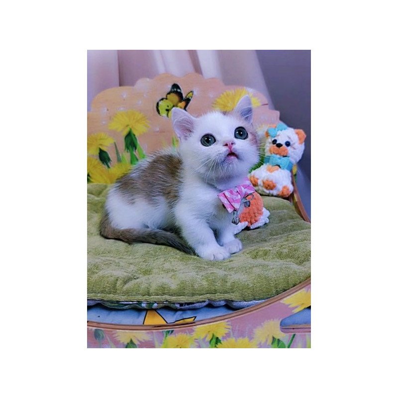Munchkin Alva Graf