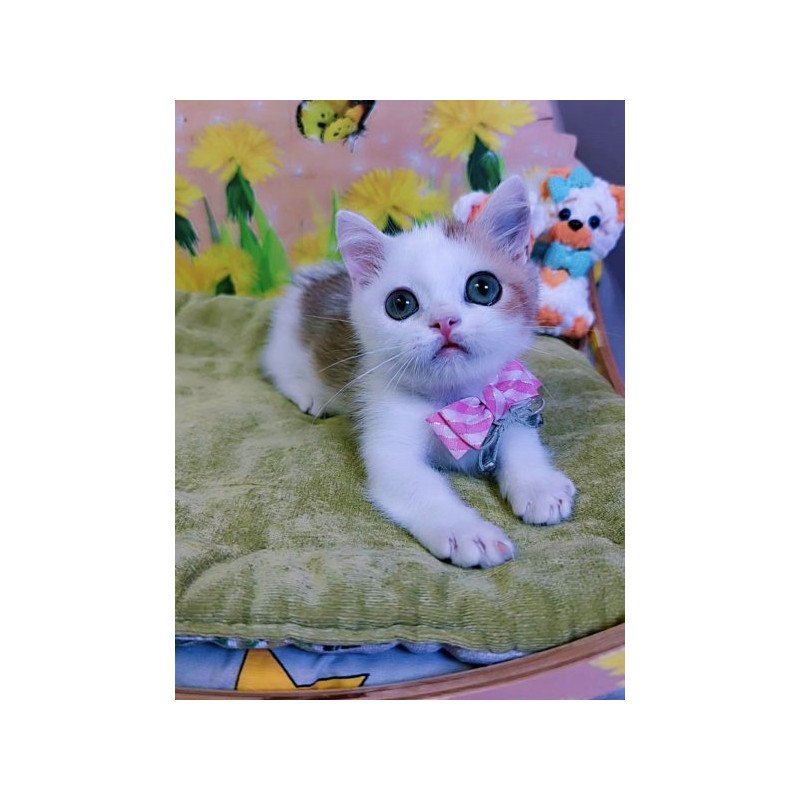 Munchkin Alva Graf