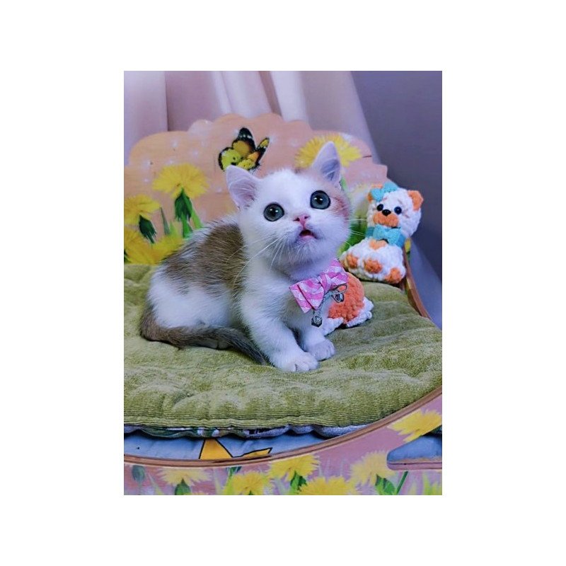 Munchkin Alva Graf