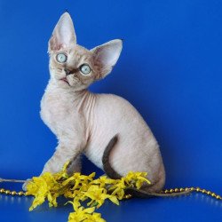 Devon Rex Alva Marik