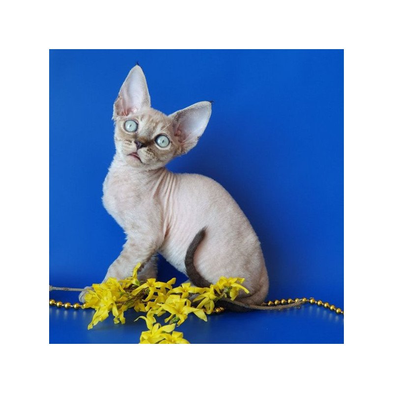 Devon Rex Alva Marik