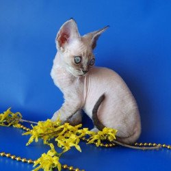 Devon Rex Alva Marik