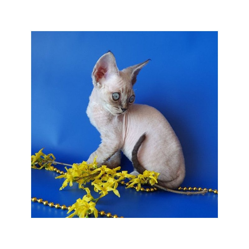 Devon Rex Alva Marik