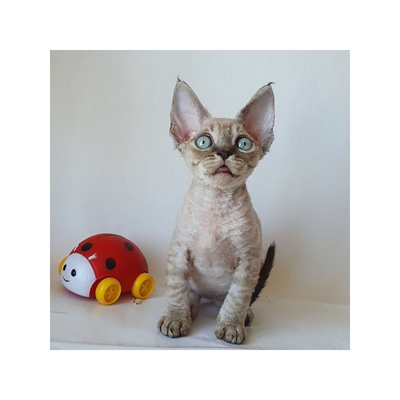 Devon Rex Alva Marik