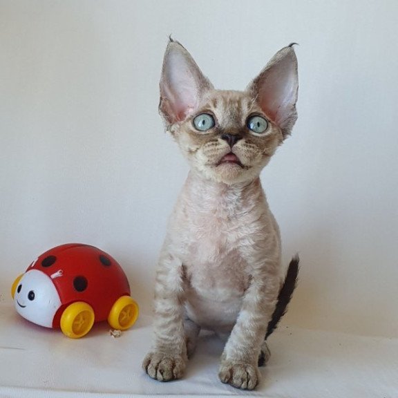 Devon Rex Alva Marik