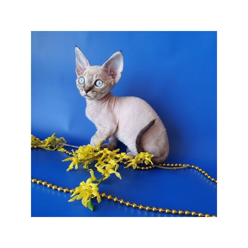 Devon Rex Alva Marik
