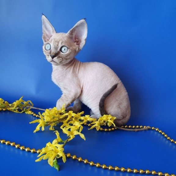 Devon Rex Alva Marik