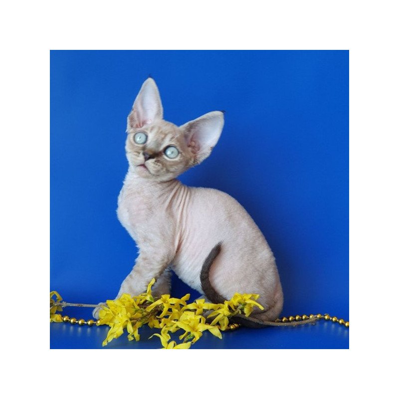 Devon Rex Alva Marik