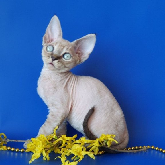 Devon Rex Alva Marik