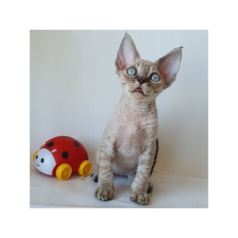 Devon Rex Alva Marik