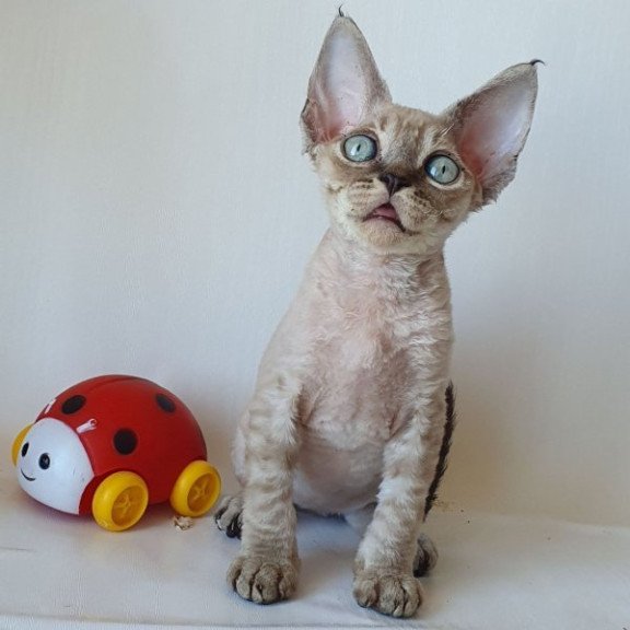 Devon Rex Alva Marik