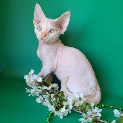 Devon Rex Alva Mike
