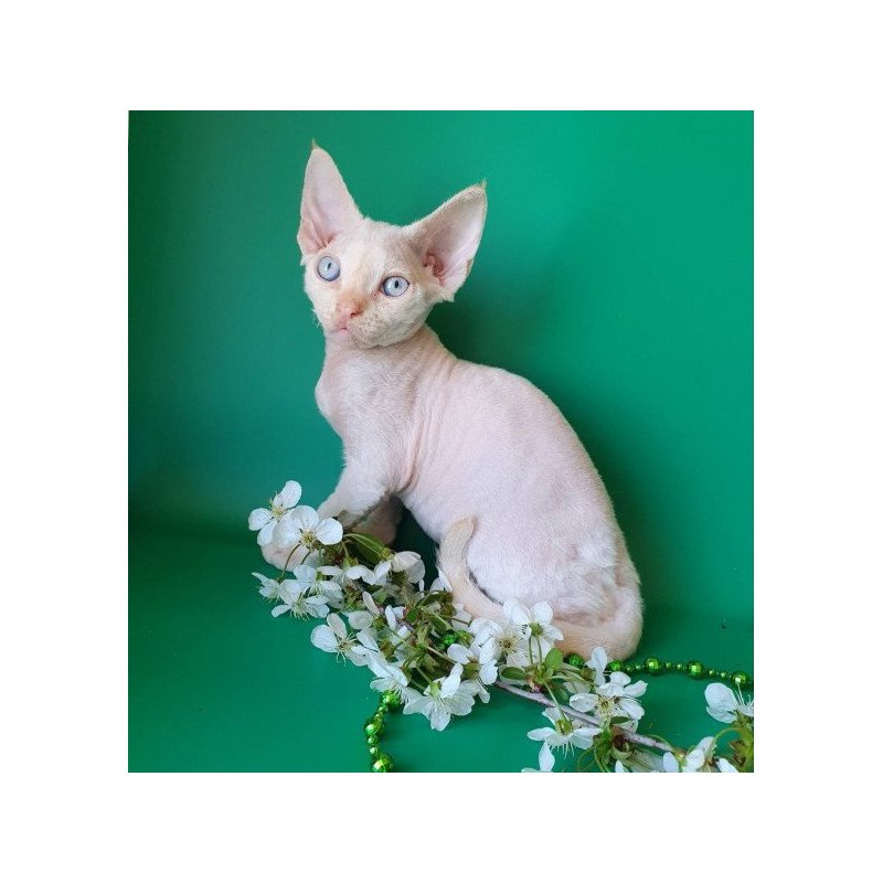 Devon Rex Alva Mike