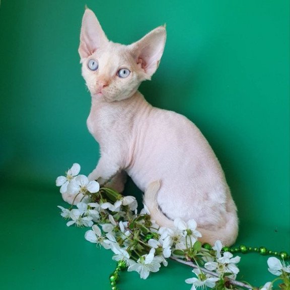 Devon Rex Alva Mike