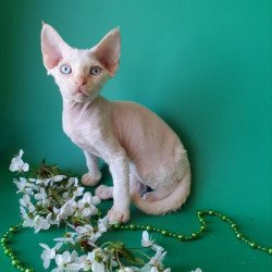 Devon Rex Alva Mike