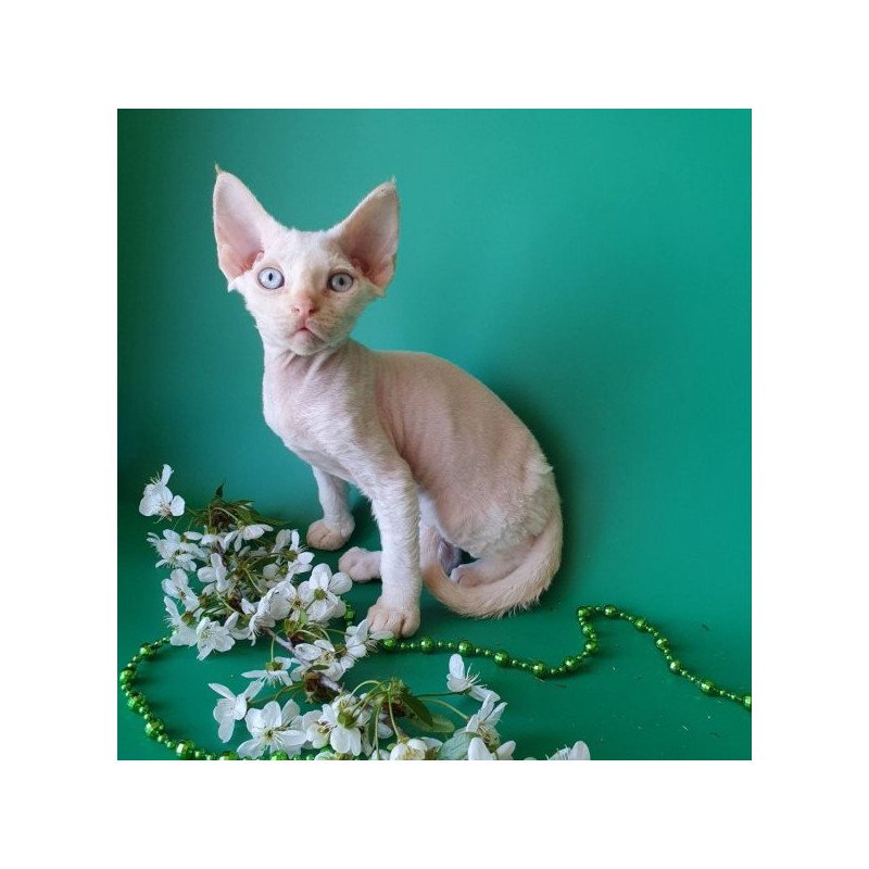 Devon Rex Alva Mike