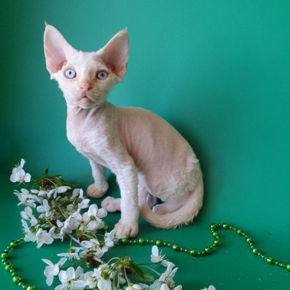 Devon Rex Alva Mike
