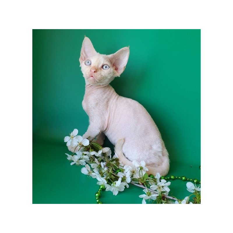 Devon Rex Alva Mike