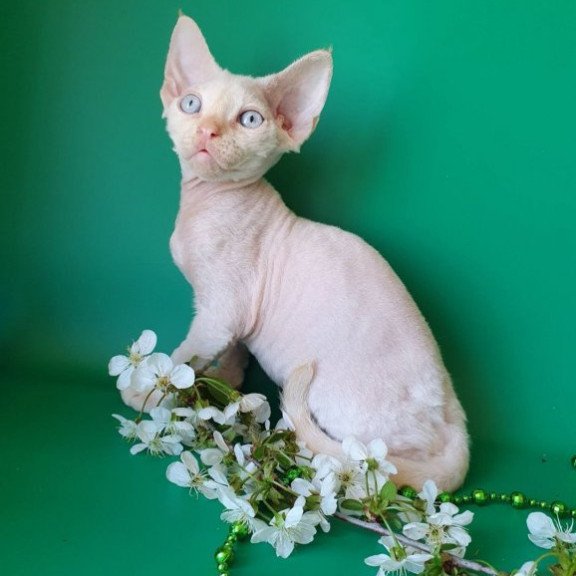 Devon Rex Alva Mike