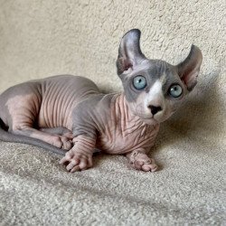 Dwelf Alva Boris
