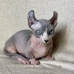 Dwelf Alva Boris