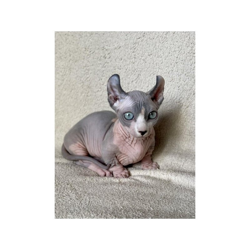 Dwelf Alva Boris