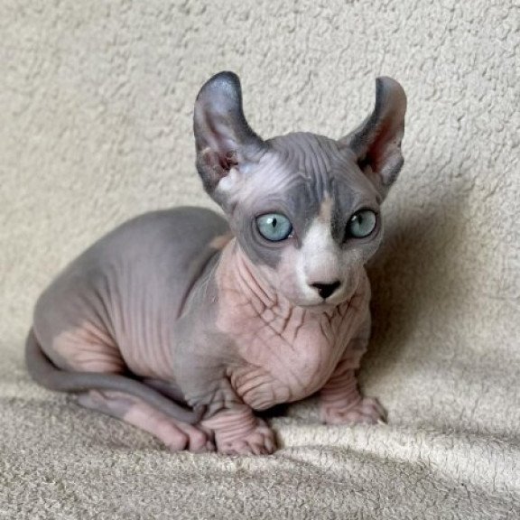 Dwelf Alva Boris