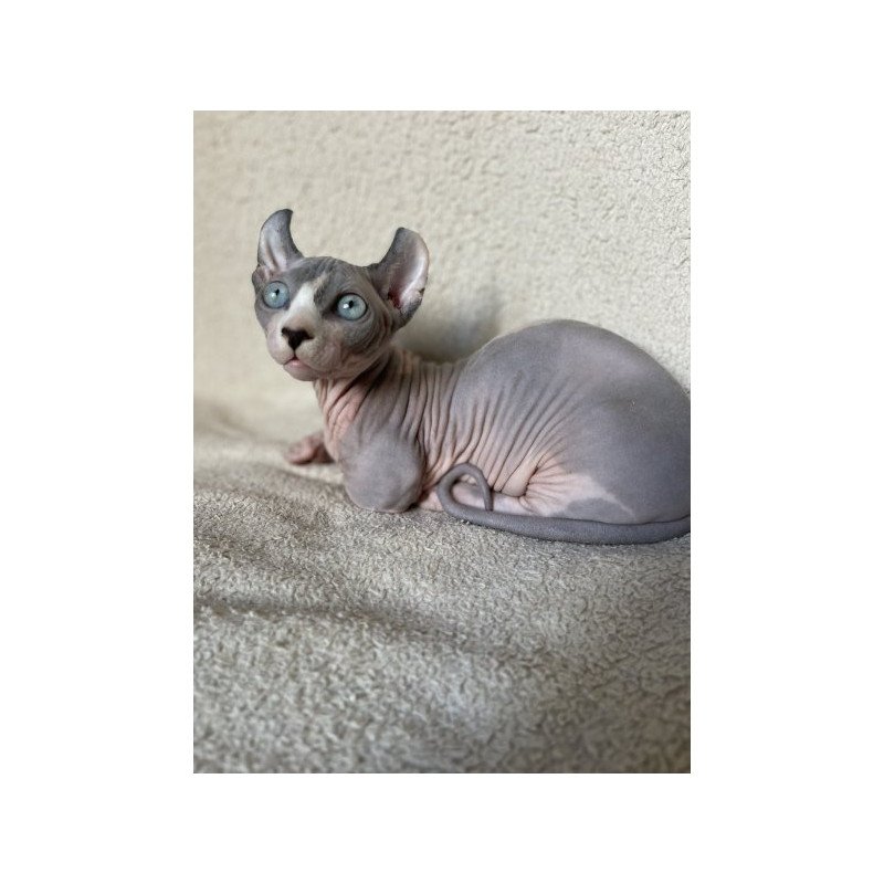 Dwelf Alva Boris