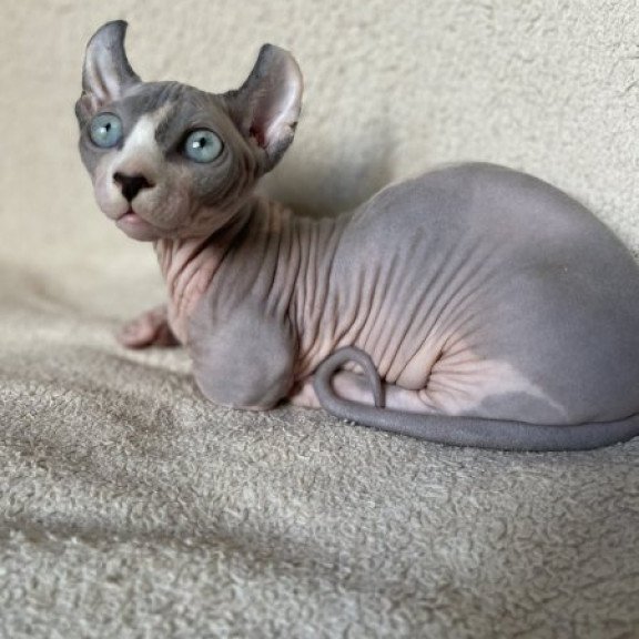 Dwelf Alva Boris
