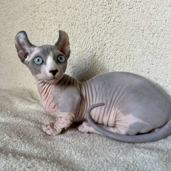 Dwelf Alva Boris