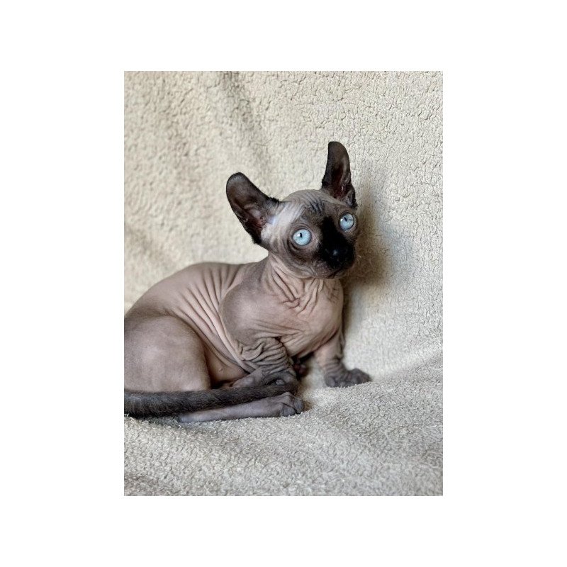 Dwelf Alva Bastet