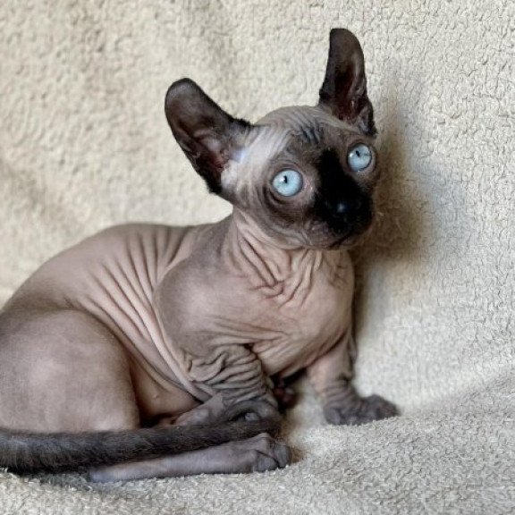 Dwelf Alva Bastet
