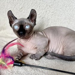 Dwelf Alva Bastet
