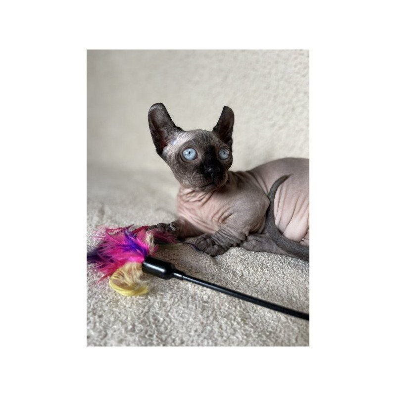 Dwelf Alva Bastet