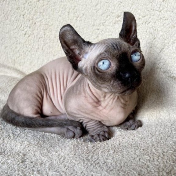 Dwelf Alva Bastet