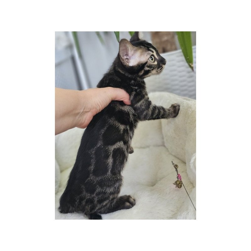 Bengal Alva Q'Black  Velvet