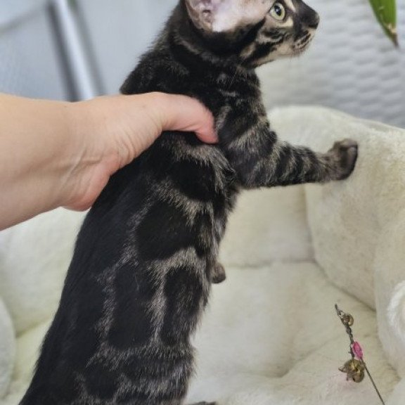 Bengal Alva Q'Black  Velvet