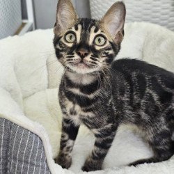 Bengal Alva Q'Black  Velvet