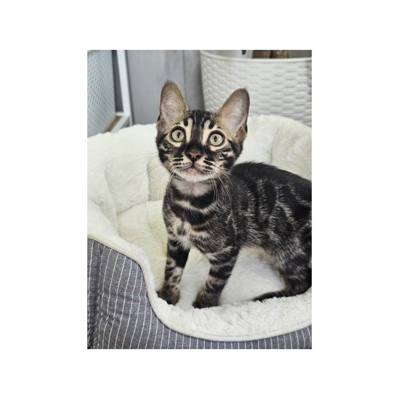 Bengal Alva Q'Black  Velvet