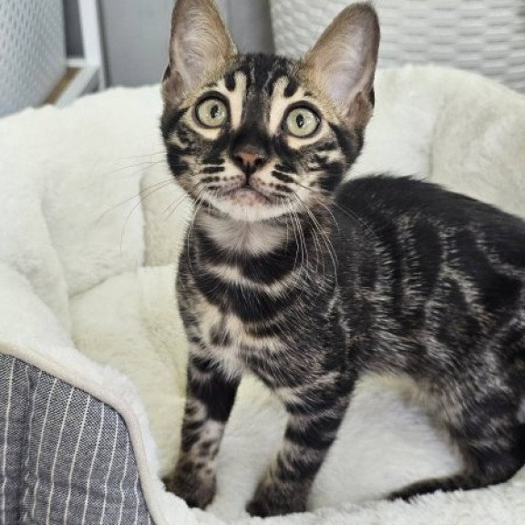 Bengal Alva Q'Black  Velvet